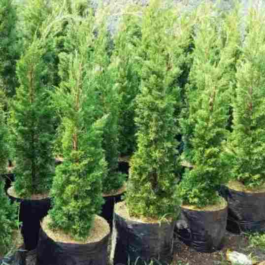 jual Jual pohon cemara tretes.dll 081292137731