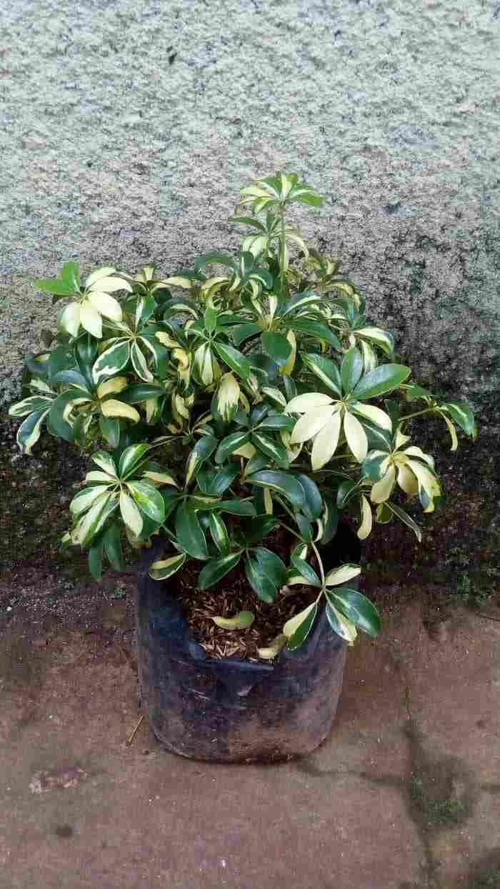 jual Jual pohon palem kuning 081292127731