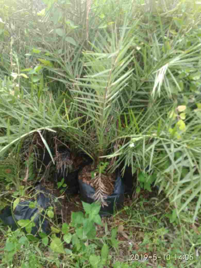 jual Jual bibit palem kenari.dll 081292127731