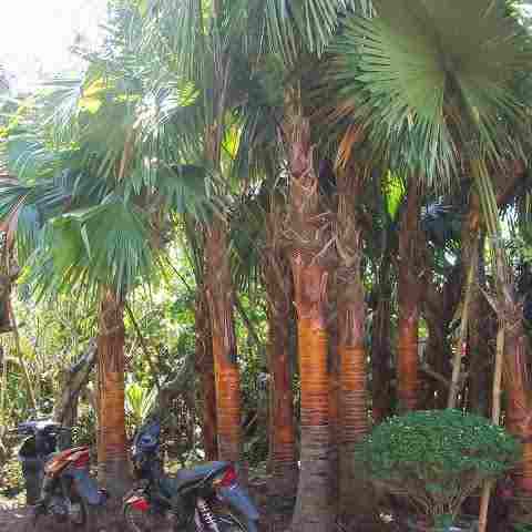 jual Jual pohon palem sadeng 081292127731