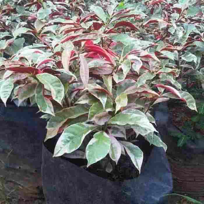 jual Jual pohon sukun dll 081292127731