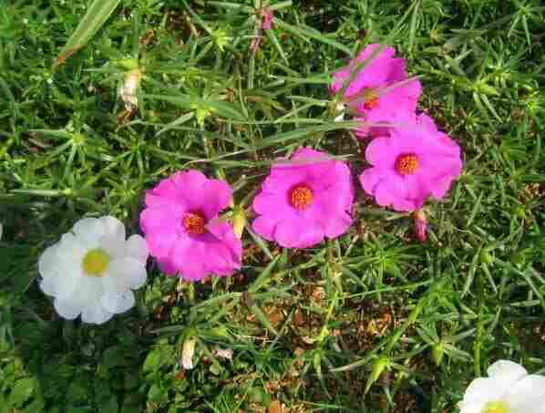 jual Jual pohon dadap merah.dll 081292137731