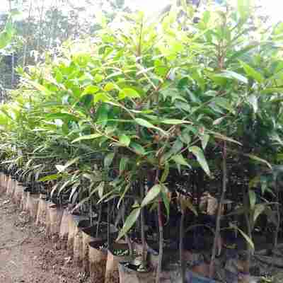 jual Jual pohon damar.dll 081292127731