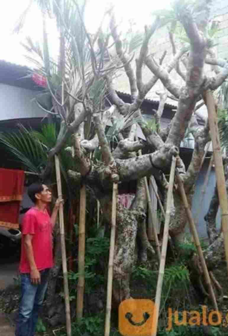 jual Jual pohon kamboja 081292127731