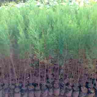 jual Jual pohon cemara laut 081292127731