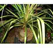 jual Jual pohon nolina murah 081292127731