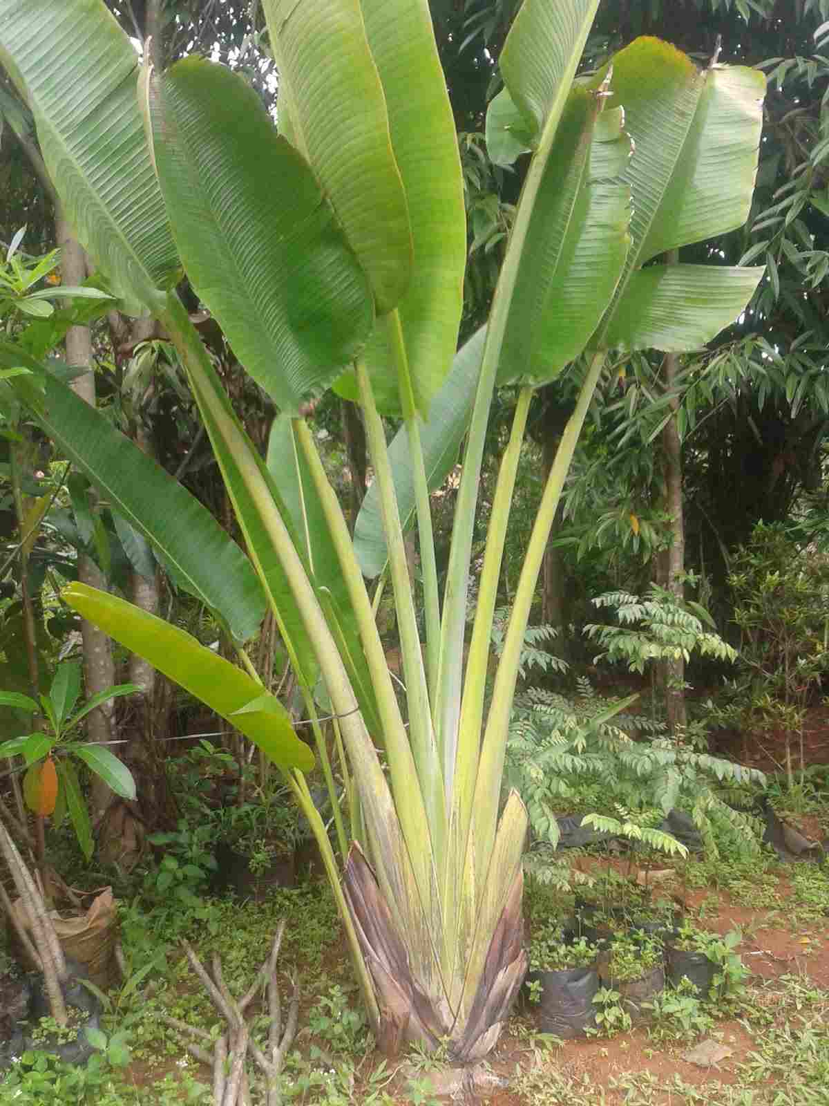 jual Jual pohon pisang kipas.dll 081292127731