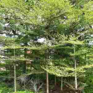 jual Jual pohon ketapang kencana 081292127731