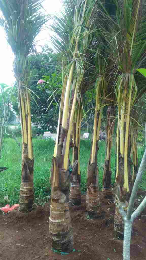 jual Jual pohon kelapa sayur  081292127731