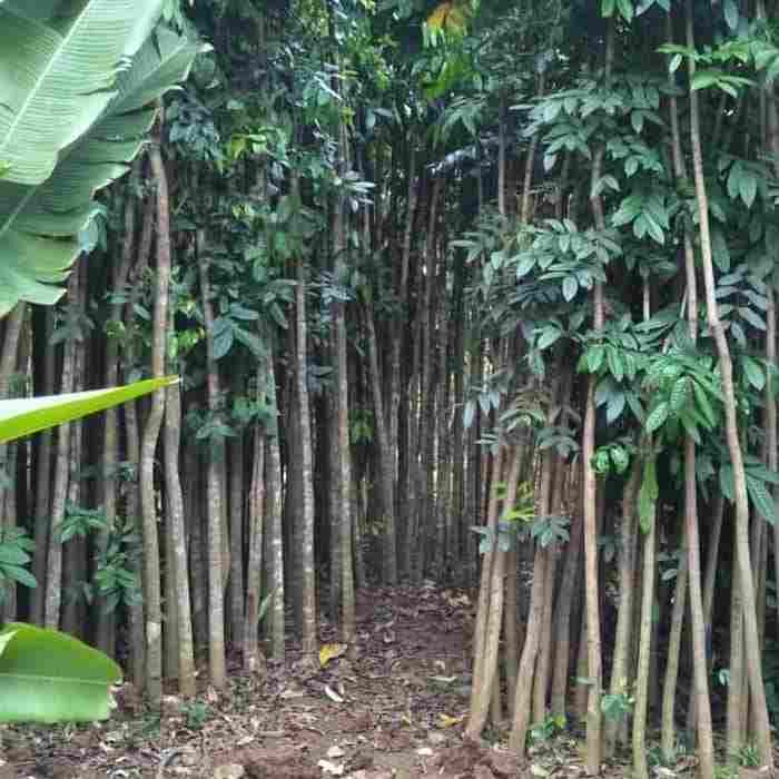 jual pasang taman 081292127731