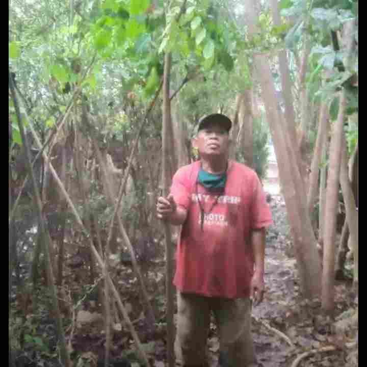 jual Jual pohon angsana 081292127731
