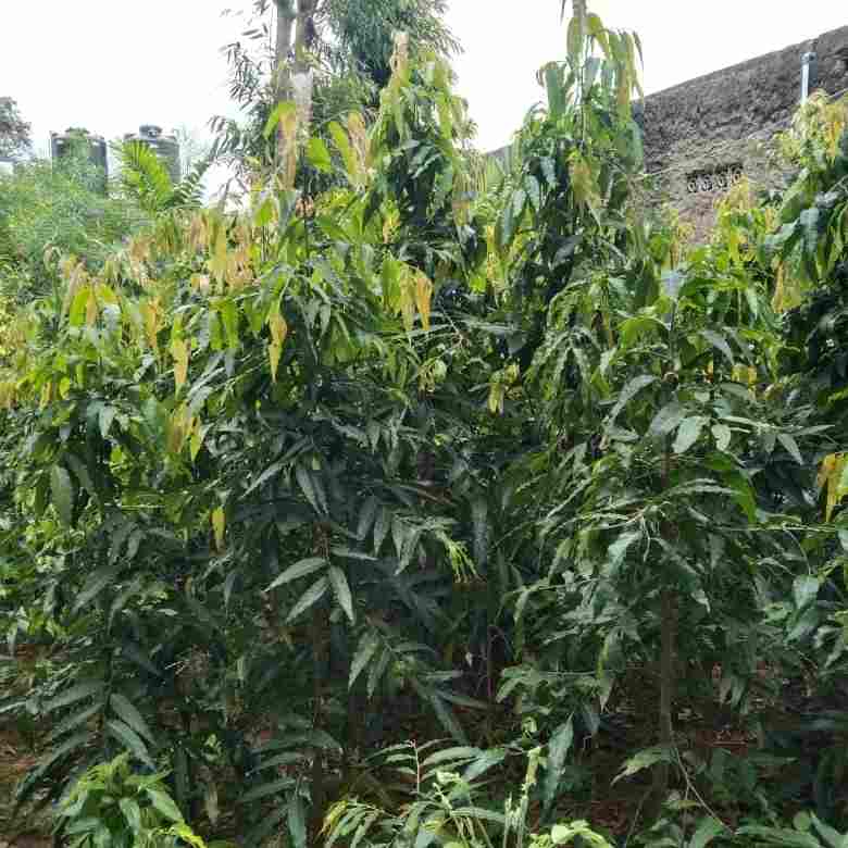 jual Jual pohon glodokan tiang 081292127731