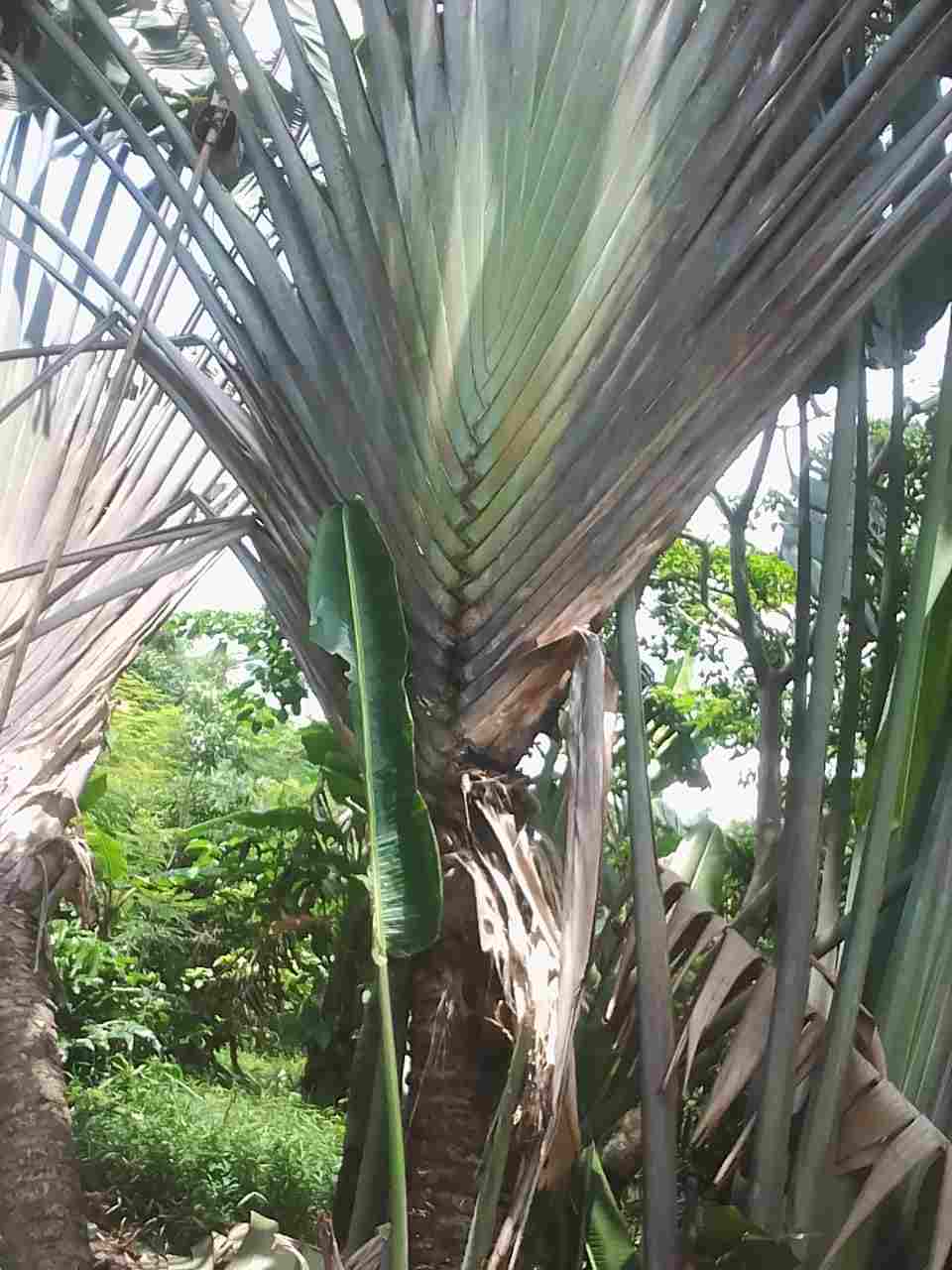 jual Jual pohon pisang kipas murah 081292127731