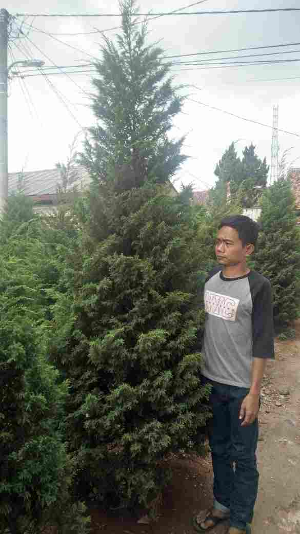 jual Jual pohon cemara afrika 081292127731