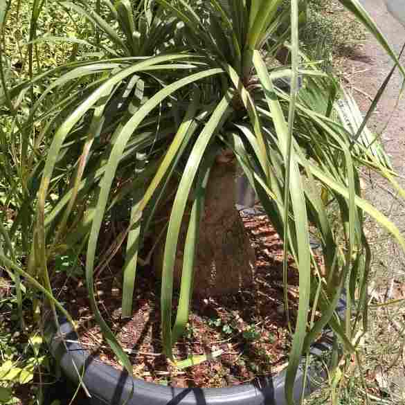 jual Jual pohon nolina 081292127731