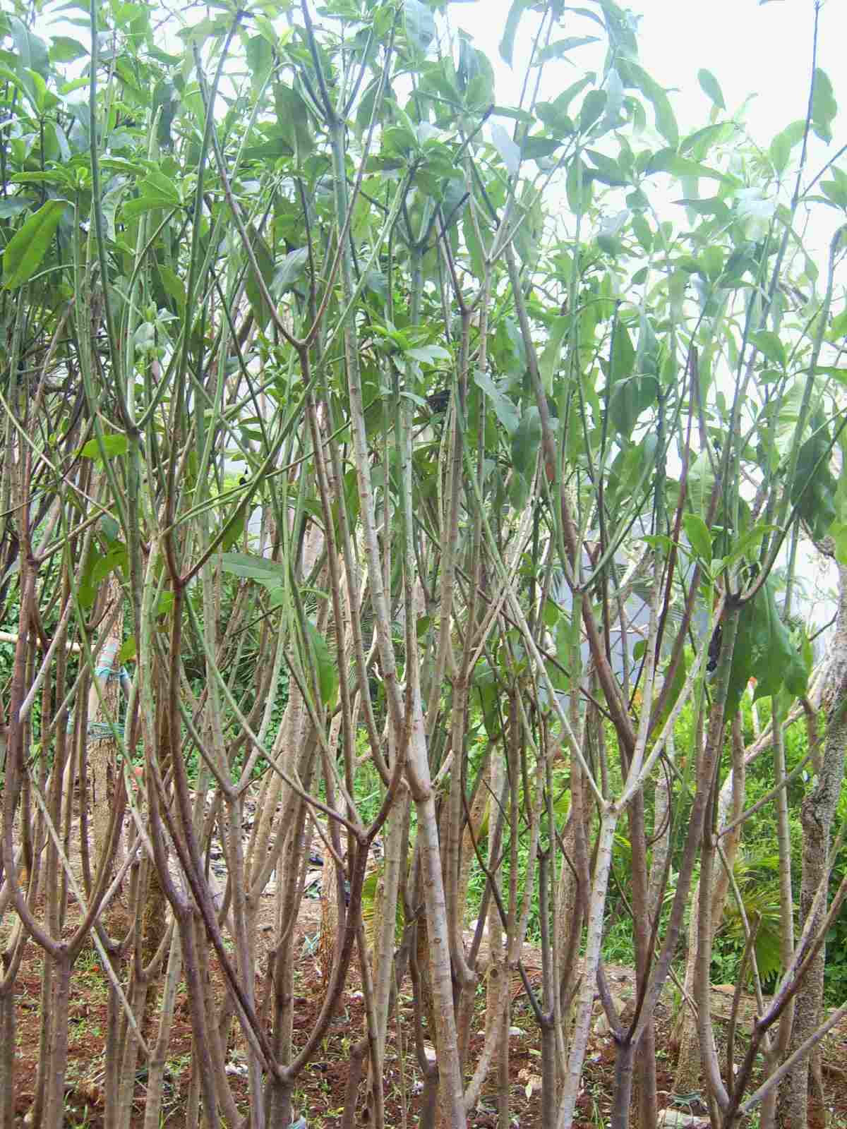 jual Jual pohon bintaro murah 081292127731