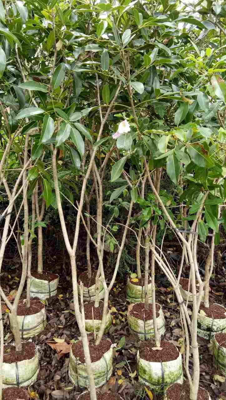 jual Jual pohon bungur 081292127731