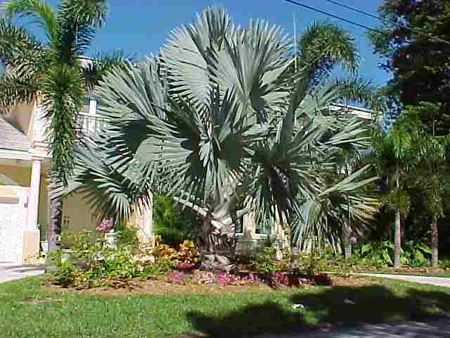 jual Jual Pohon Palem Bismarkia 081292127731