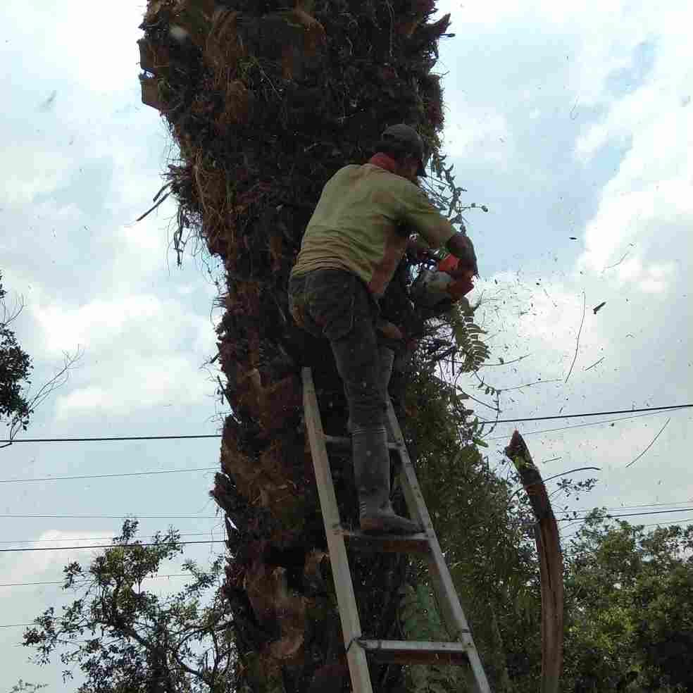 jual Jasa potong pohon jakarta 081292127731