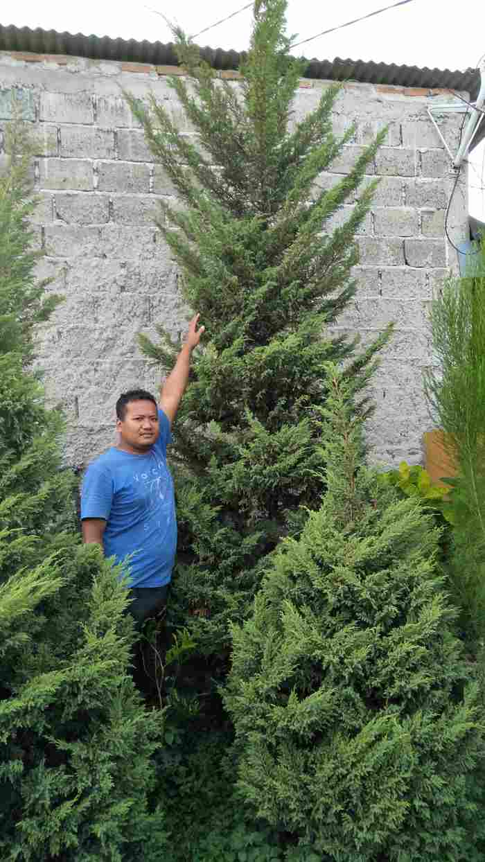 jual Jual pohon kembang merak 081292127731