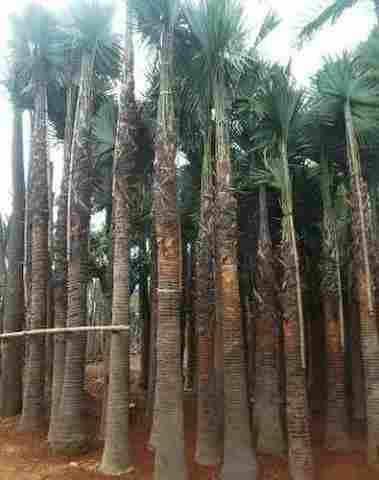 jual Jual pohon palem sadeng sinensis.dll 081292127731