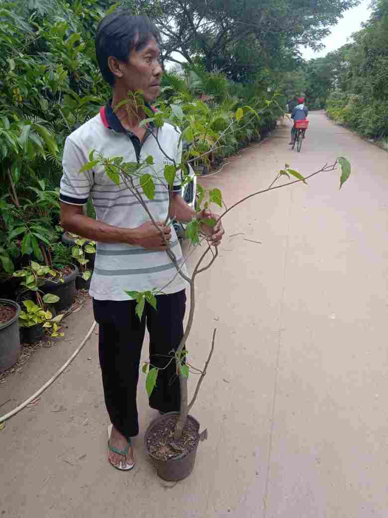 jual Jual pohon kenanga dll 081292127731