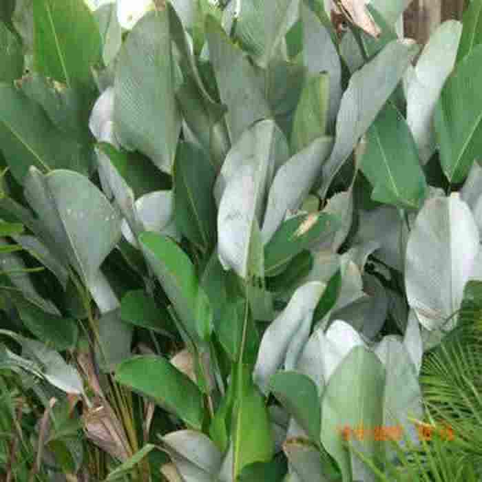 jual Jual pohon pisang calathea 081292127731