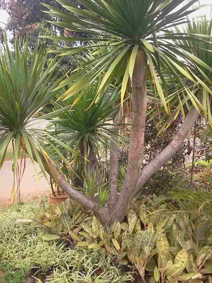 jual Jual pohon bintaro.dll 081292127731