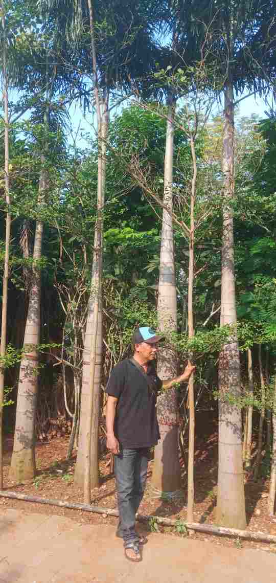 jual Jual pohon palem ekor tupai 081292127731