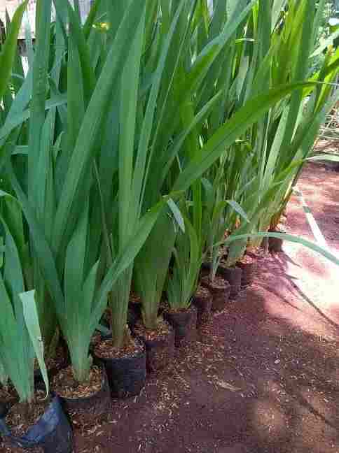 jual Jual pohon airis 081292127731