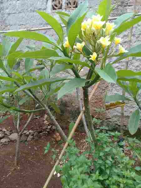 jual Jual pohon kamboja bali murah 081292127731