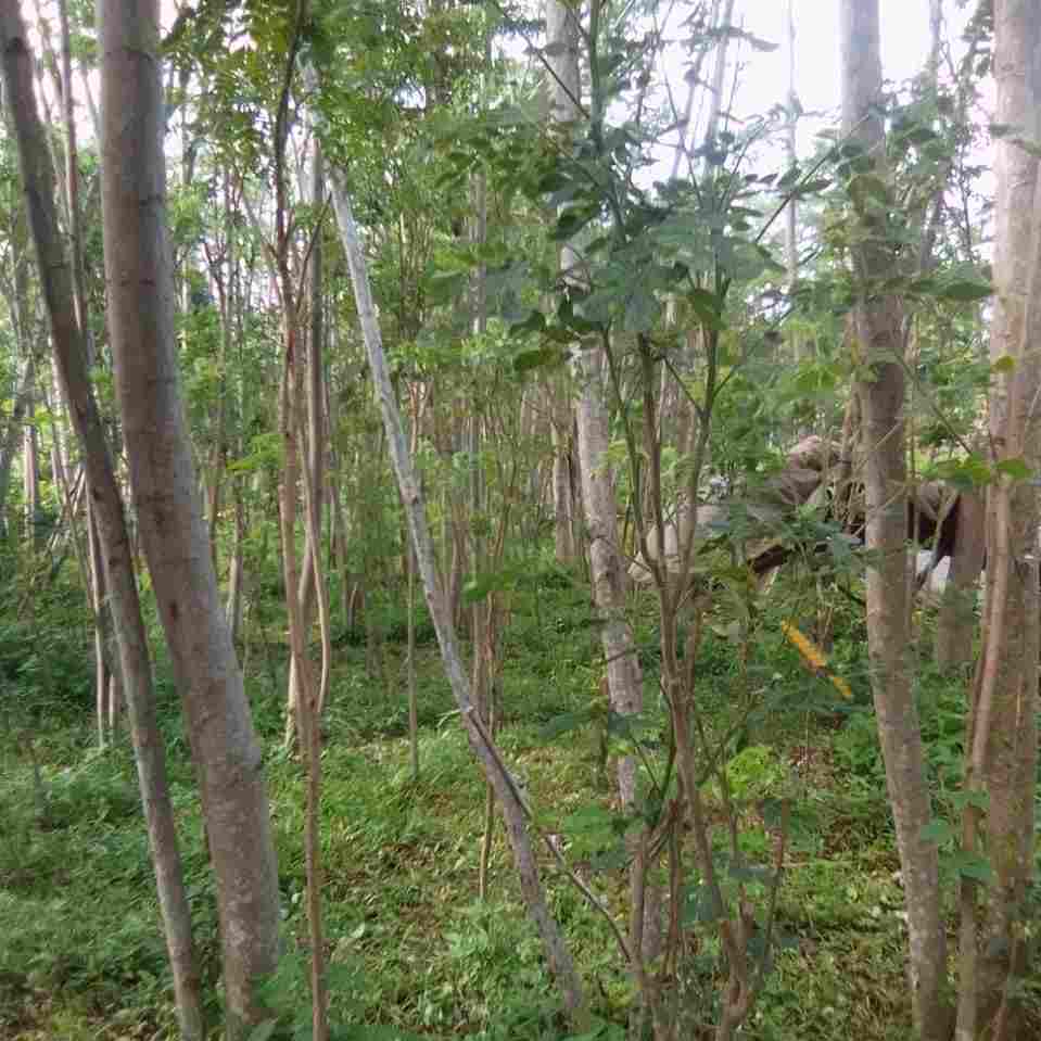 jual Jual pohon trembesi 081292127731