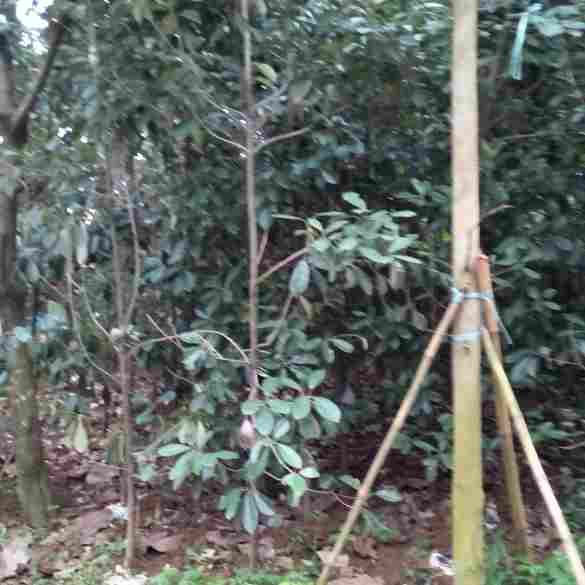 jual Jual pohon sawo kecik 081292127731