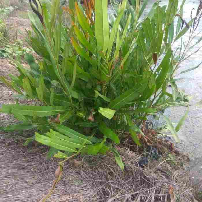 jual Jual pohon paku laut.dll 081292127731