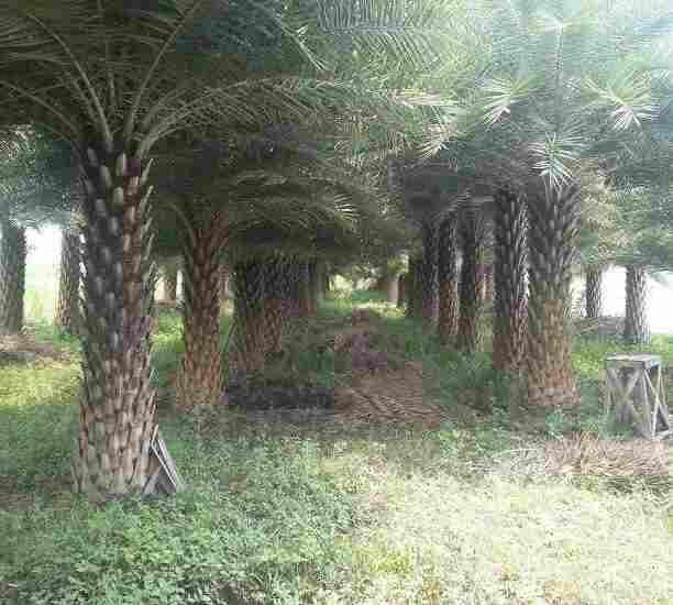 jual Jual Pohon Palem Kenari 081292127731