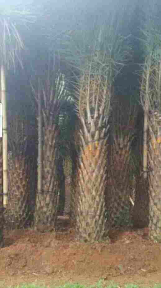 jual Jual pohon palem kenari 081292127731