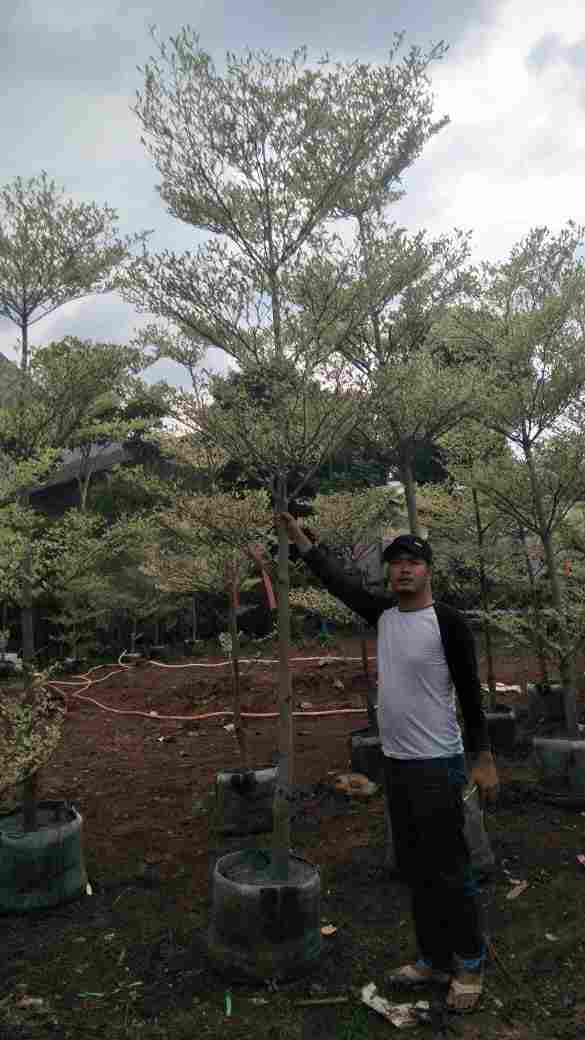 jual Jual pohon ketapang kencana variegata