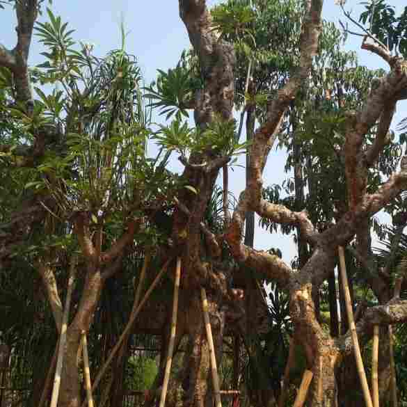 jual Jual pohon kamboja fosil 081292127731