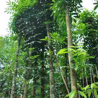 jual Jual pohon agave 081292127731
