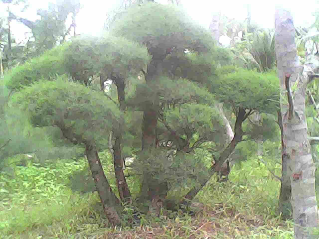 jual Jual pohon cemara udang.dll 081292127731