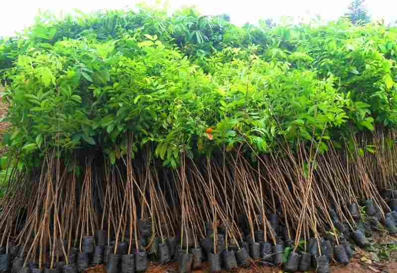 jual jual Pohon sosis.kigelia 081292127731