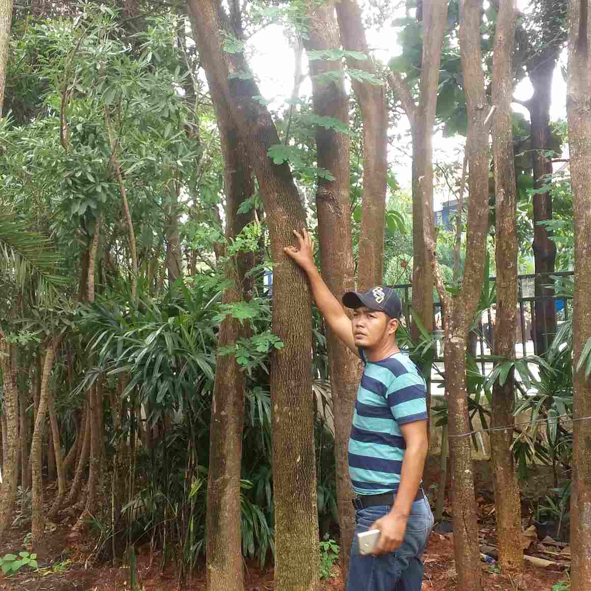 jual Jual pohon trembesi 081292127731