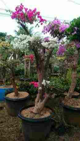 Featured image of post Harga Bunga Bougenville Bonsai See more ideas about bougainvillea bonsai bougainvillea bonsai