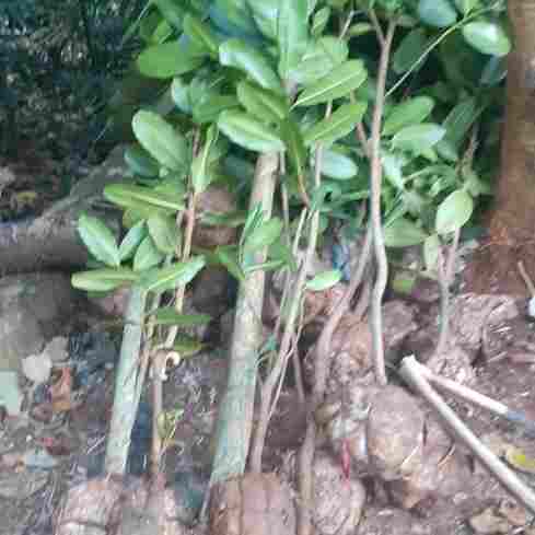 jual Jual pohon nyamplung 081292127731
