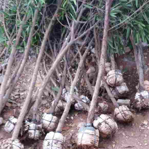 jual Jual pohon beringin keraton 081292127731