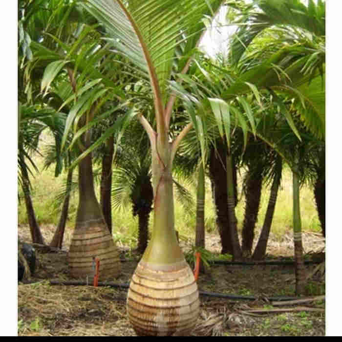 jual Jual pohon flamboyan 081292127731