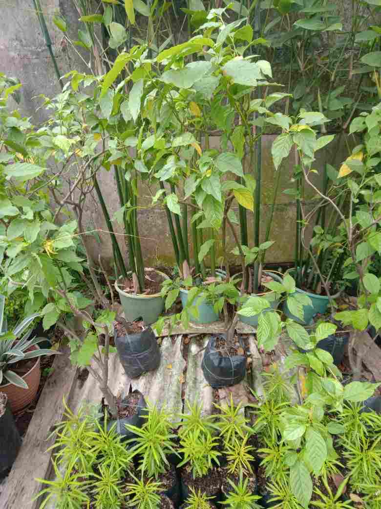 jual Jual pohon kenanga dll 081292127731