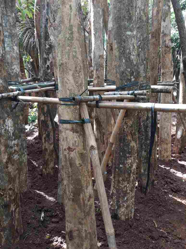 jual Jual pohon bungur besar 081292127731