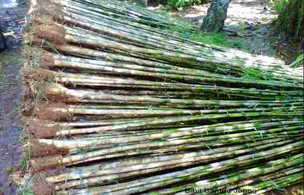 jual Jual pohon bambu jepang murah 081292127731