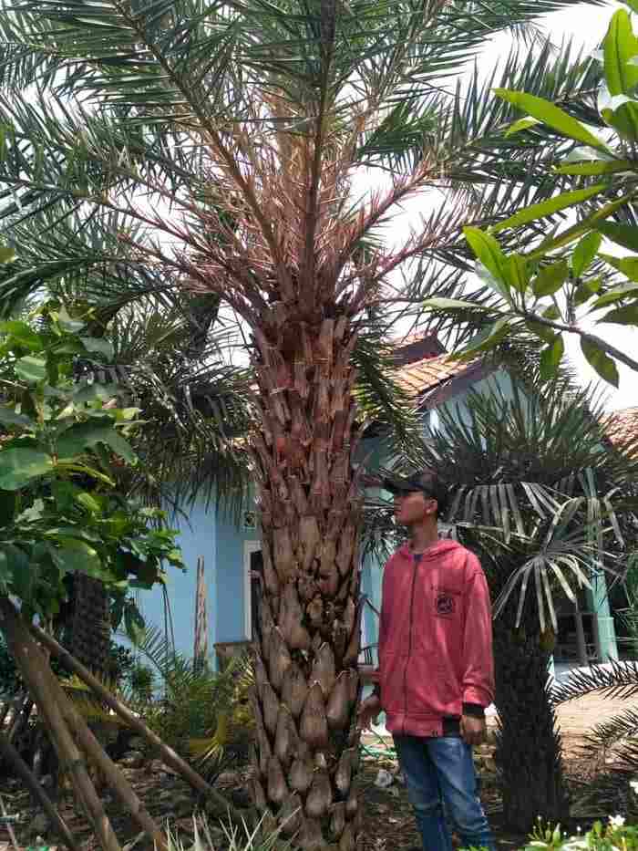 jual Jual pohon palem kenari murah 081292127731